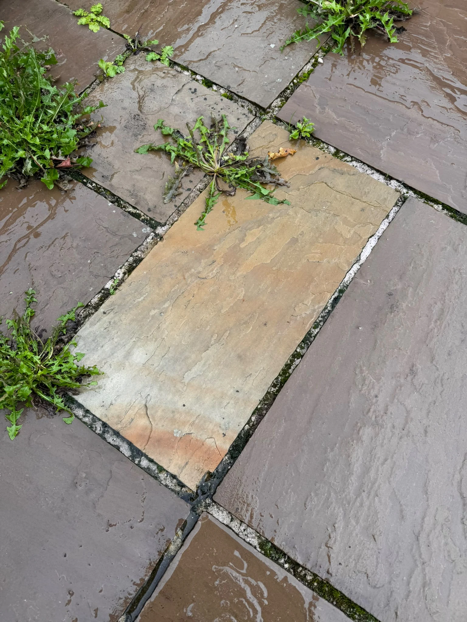 Weed and moss growing between wet patio slabs before professional cleaning